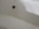 안산이사청소 곰팡이 제거까지 끝마친 현장 58